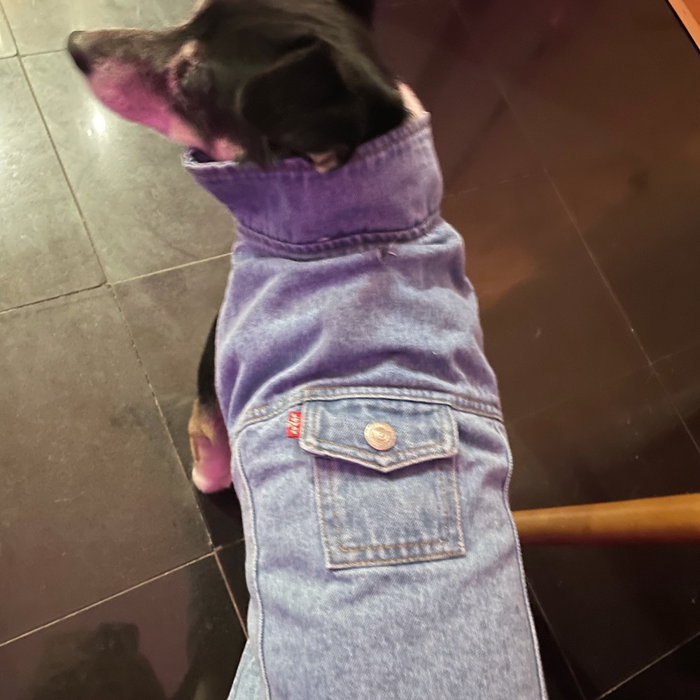 Levi’s Dog Trucker Jacket
